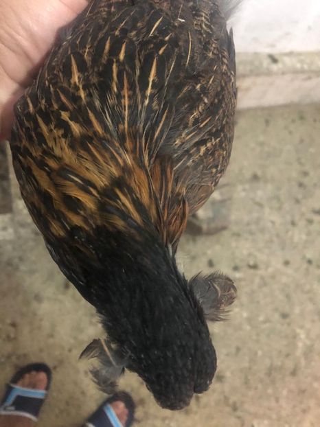 Tineret Araucana Goldhalsig - 2020 Araucana Sălbatic Willd și Gold