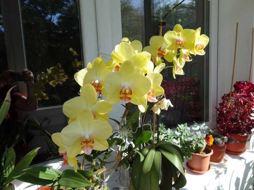  - Flori in gradina si pe balcon