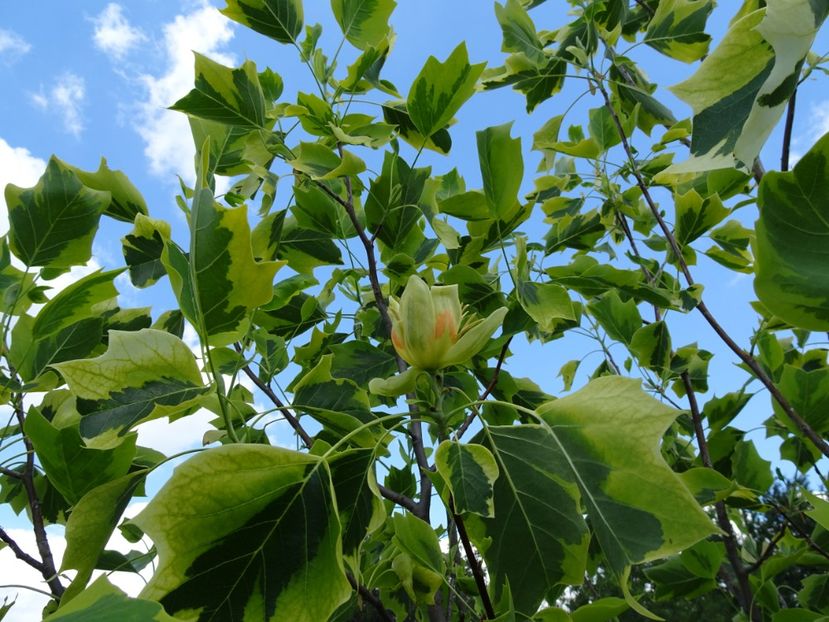  - Flori in gradina si pe balcon