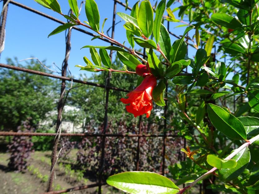  - Flori in gradina si pe balcon