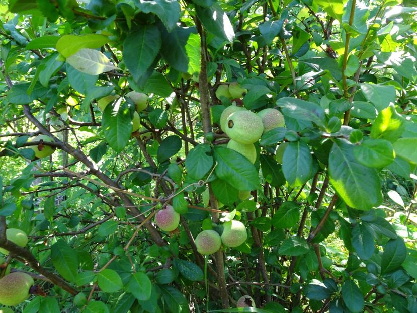 Gutui japonez - Flori in gradina si pe balcon