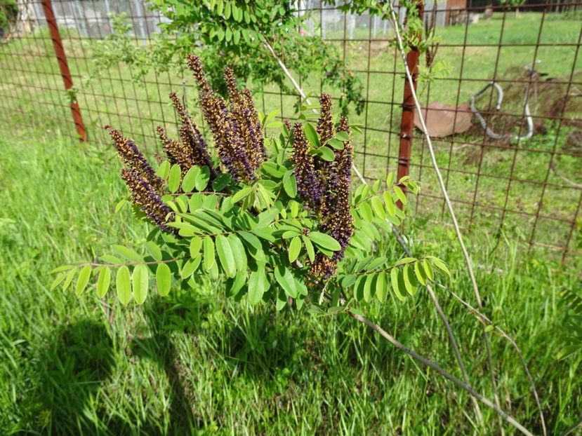 Salcam - Flori in gradina si pe balcon