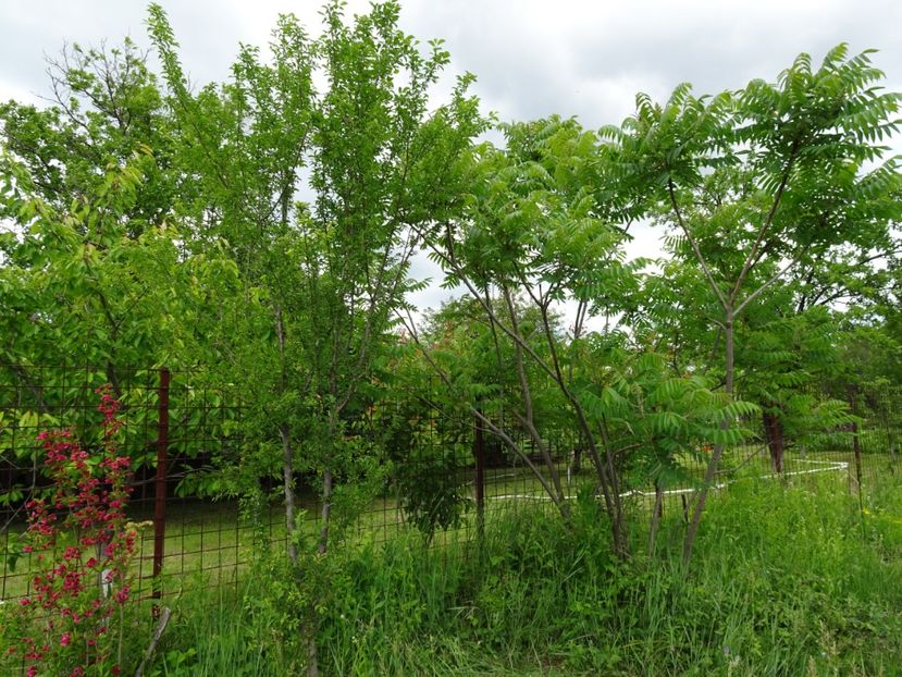 Weigela si otetar - Flori in gradina si pe balcon