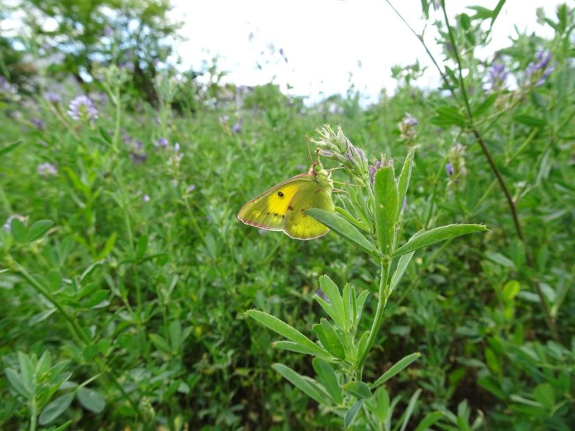  - Flori in gradina si pe balcon