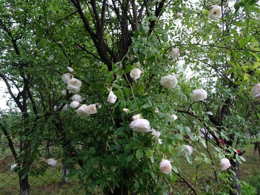  - Flori in gradina si pe balcon