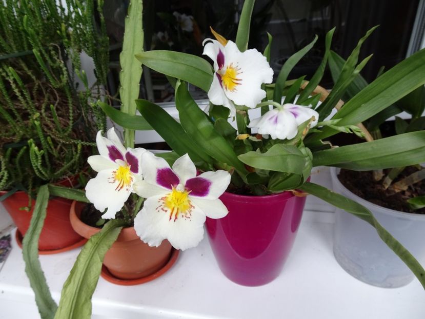  - Flori in gradina si pe balcon