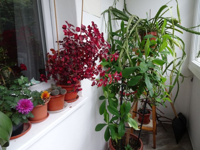  - Flori in gradina si pe balcon