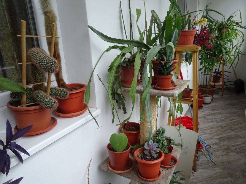  - Flori in gradina si pe balcon