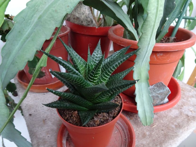  - Flori in gradina si pe balcon