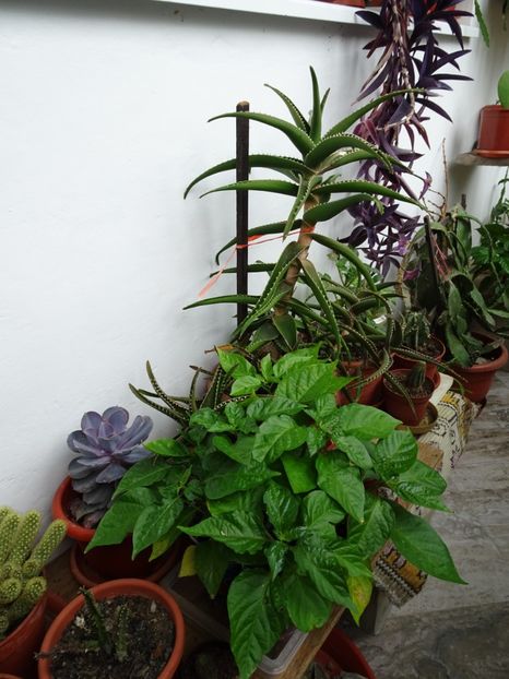 Ardei iuti - Flori in gradina si pe balcon