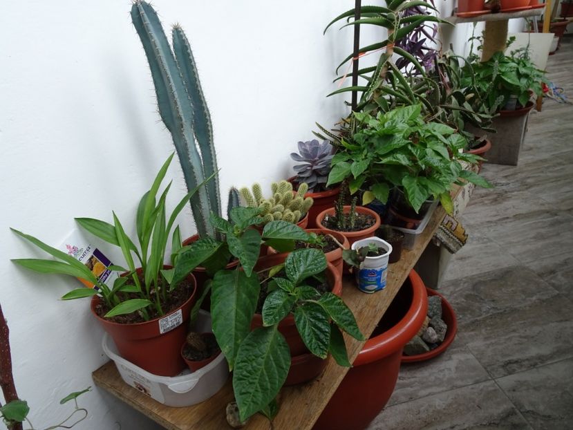  - Flori in gradina si pe balcon