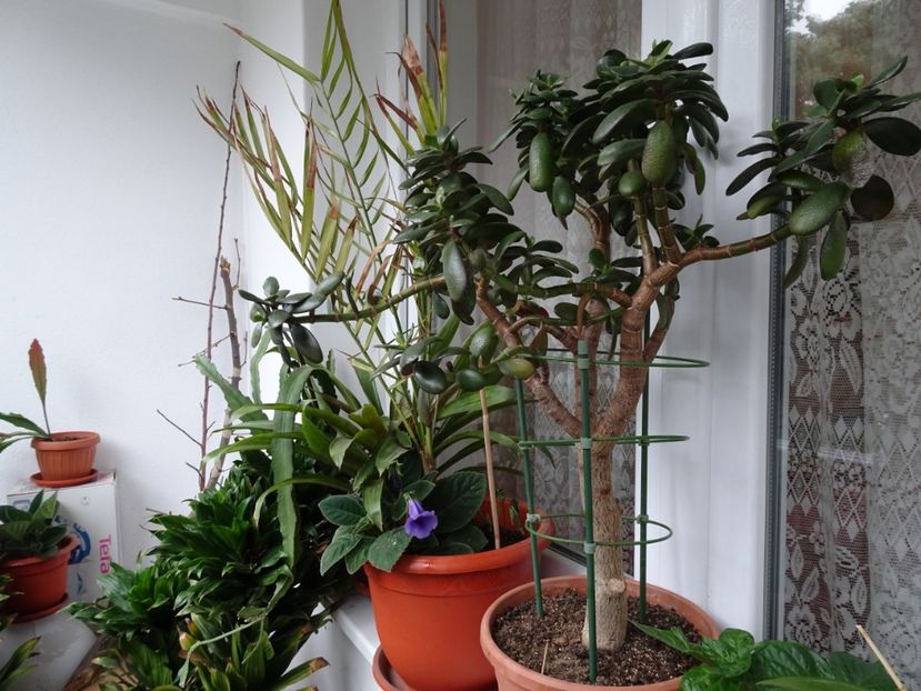  - Flori in gradina si pe balcon