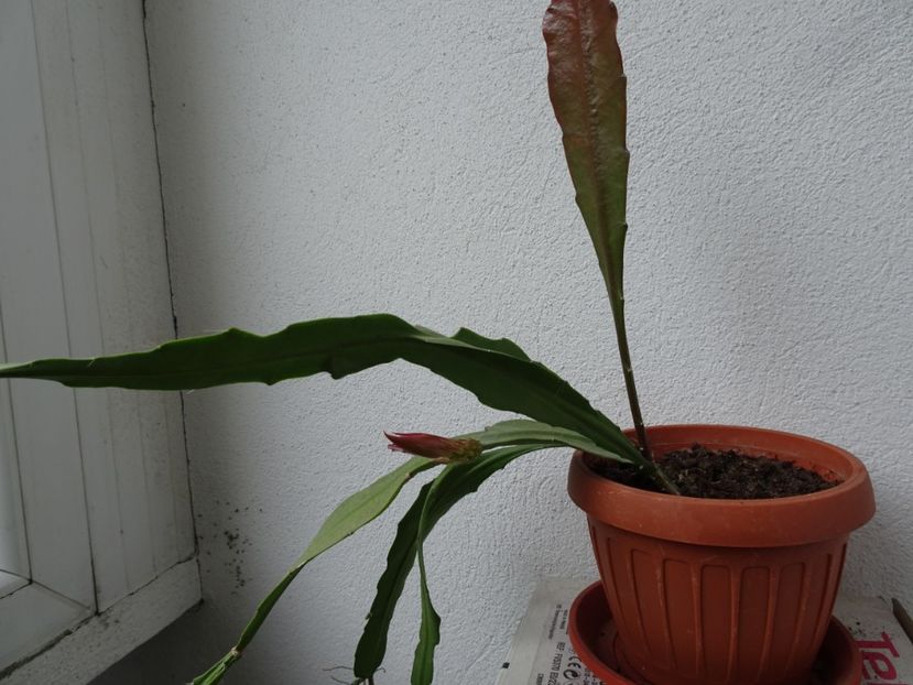  - Flori in gradina si pe balcon