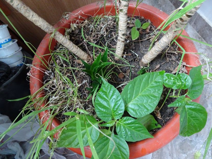  - Flori in gradina si pe balcon