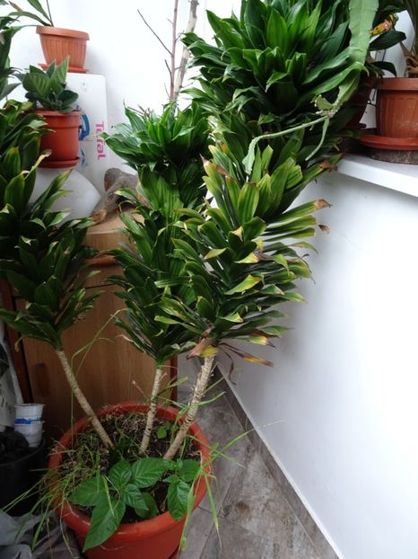  - Flori in gradina si pe balcon