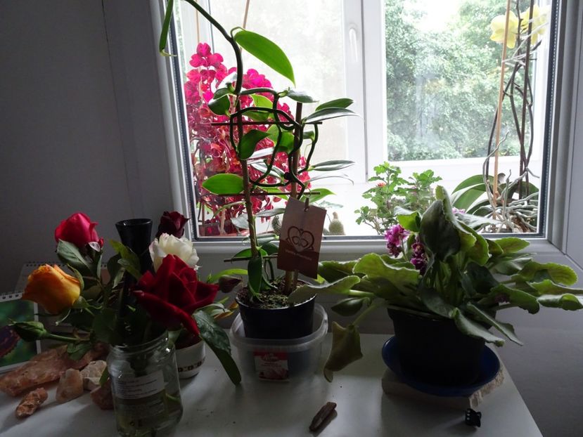 Vanilie - Flori in gradina si pe balcon