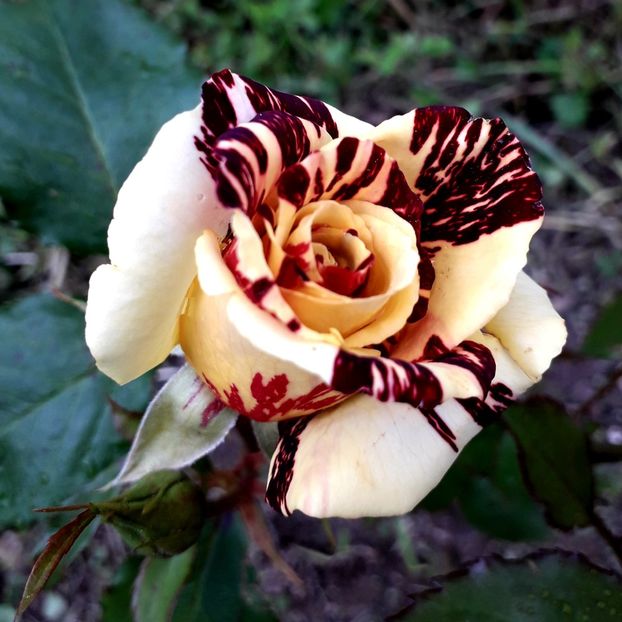  - TRANDAFIRI_2019_2020_2024