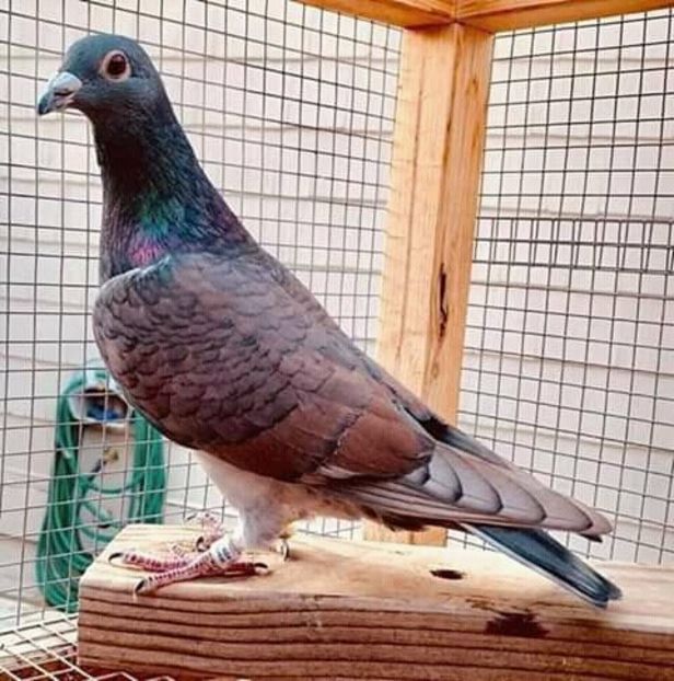  - NU AMI APARTIN 2020