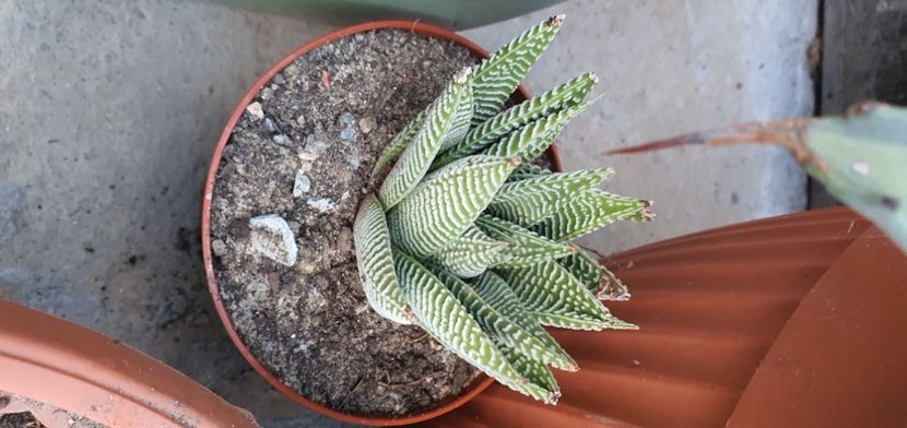  - haworthia