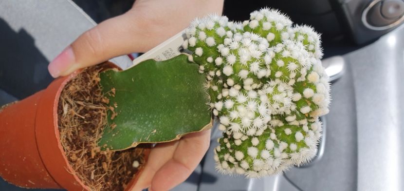 Mamillaria gracilis cv ortuga - CACTUSI rog identificare