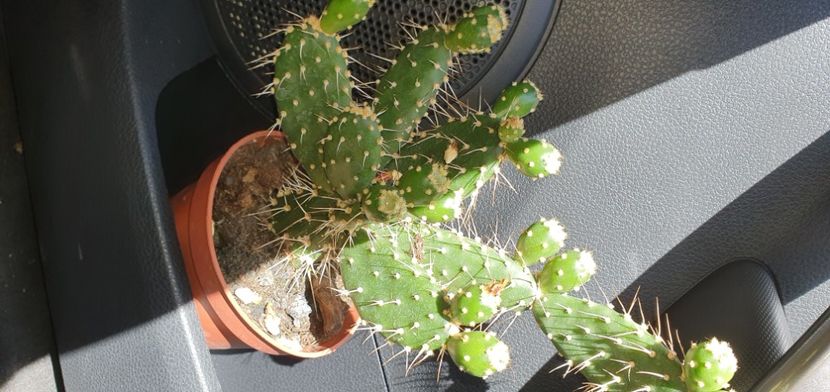 opuntia - CACTUSI rog identificare