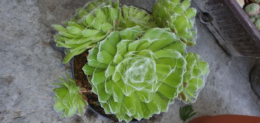  - Sempervivum