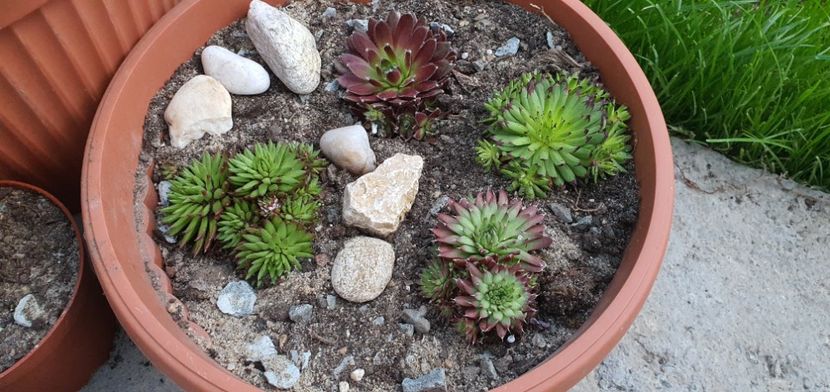 - Sempervivum