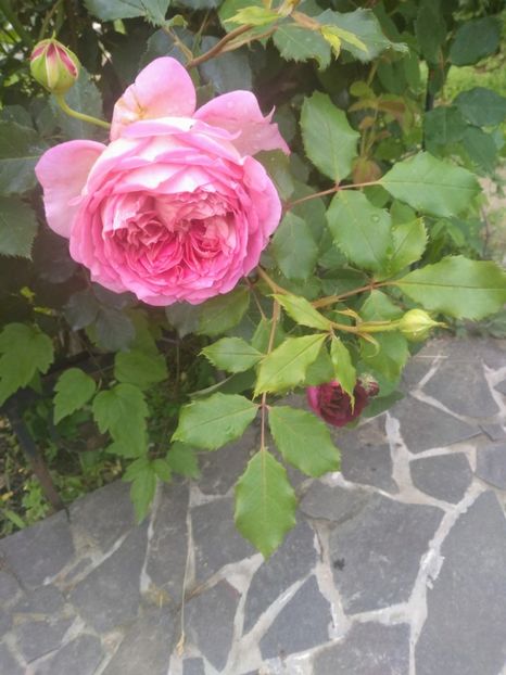 jubilee celebration - Trandafiri 2020