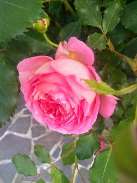 jubilee celebration - Trandafiri 2020