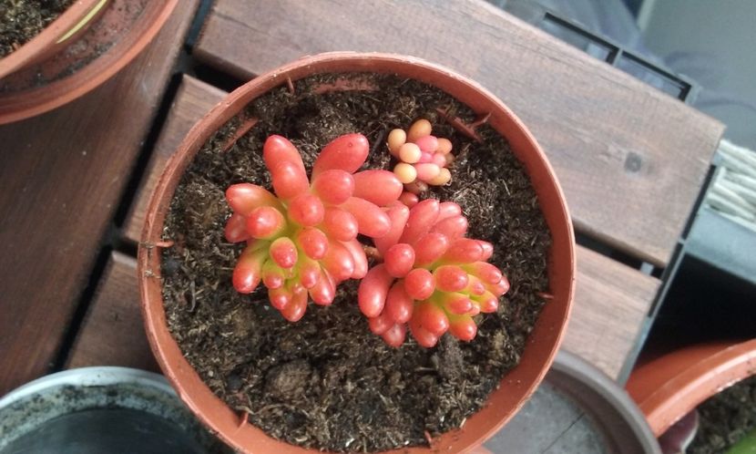  - SUCULENTE DEOSEBITE