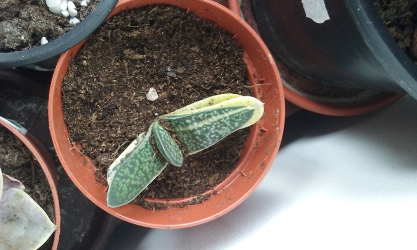  - SUCULENTE DEOSEBITE