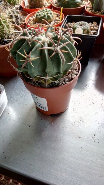 E. texensis - Echinocactus