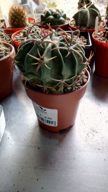 E. texensis - Echinocactus