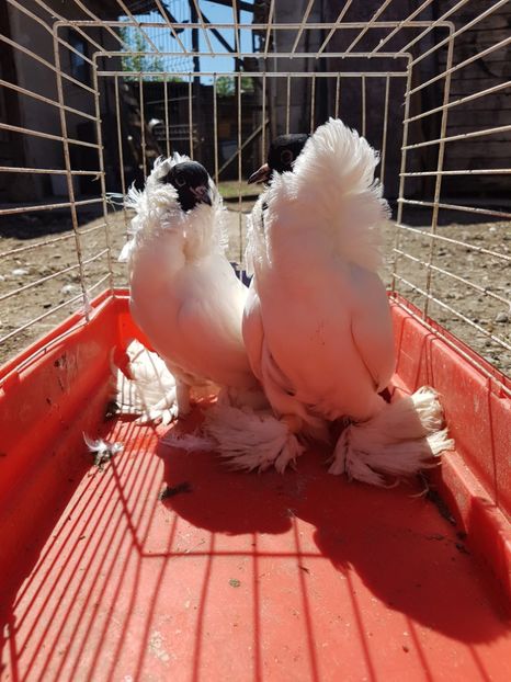  - Porumbei Cap de Maur