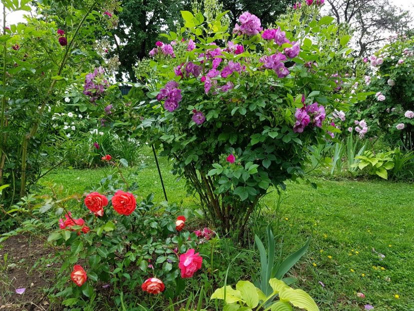  - 2020_Roze Idilic Garden