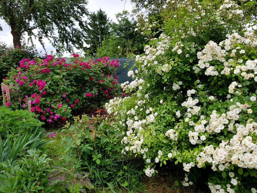  - 2020_Roze Idilic Garden