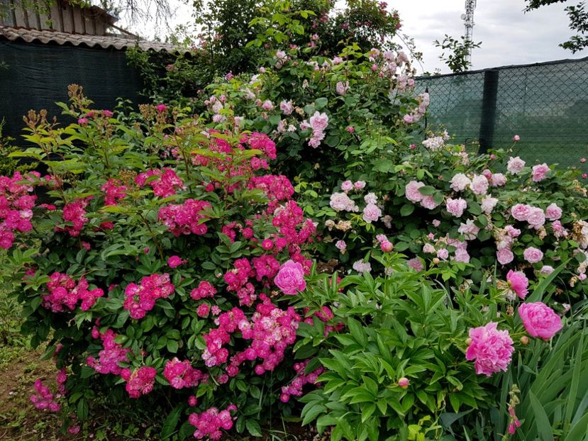  - 2020_Roze Idilic Garden