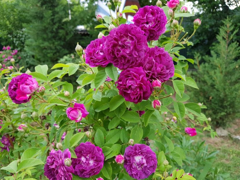  - 2020_Roze Idilic Garden