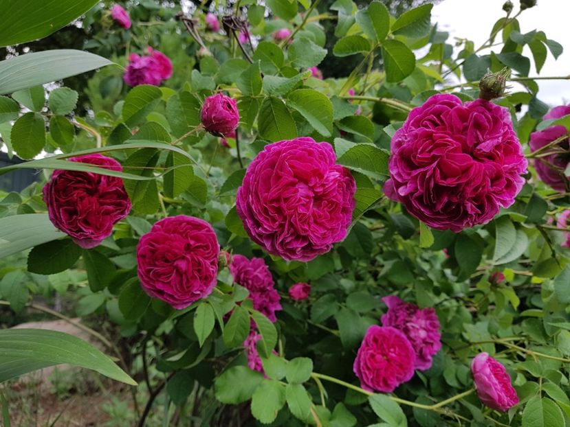  - 2020_Roze Idilic Garden