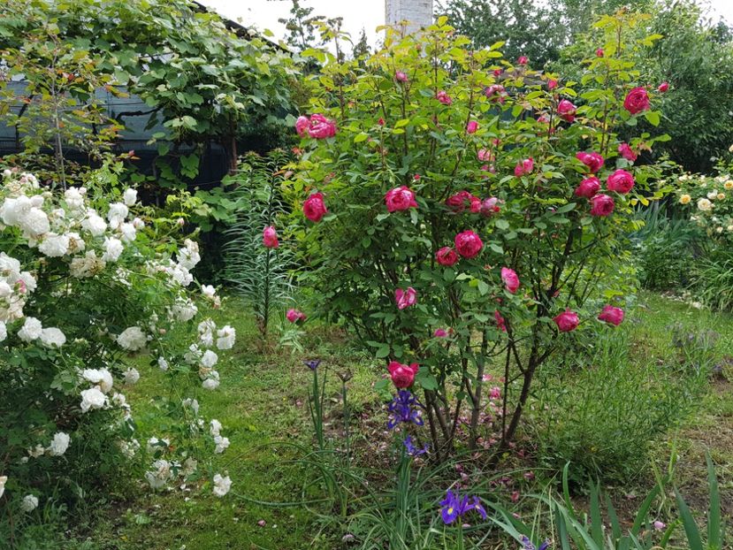  - 2020_Roze Idilic Garden