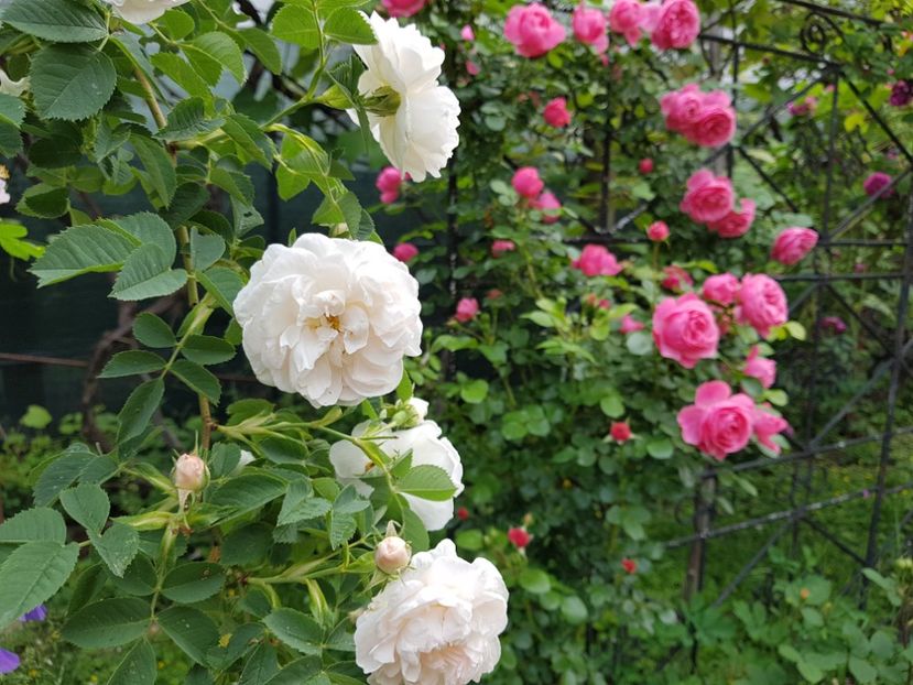  - 2020_Roze Idilic Garden