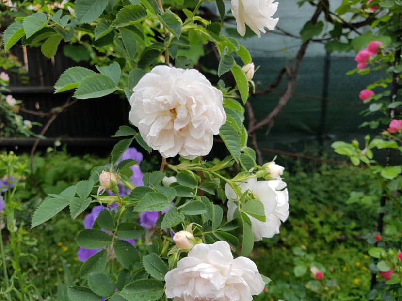  - 2020_Roze Idilic Garden