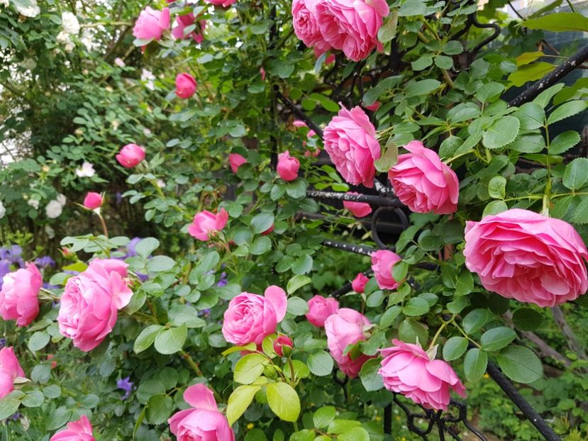  - 2020_Roze Idilic Garden