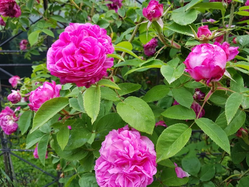  - 2020_Roze Idilic Garden