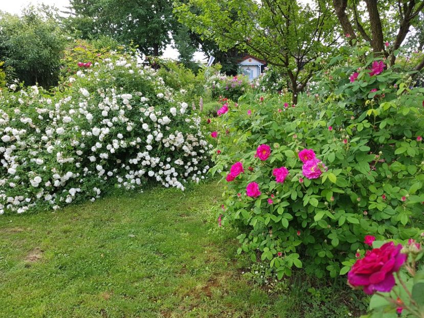  - 2020_Roze Idilic Garden