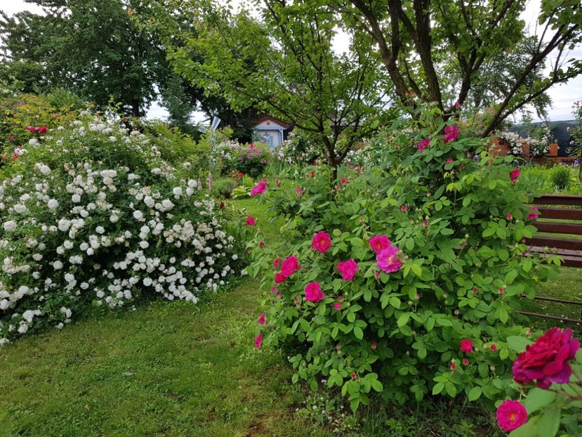  - 2020_Roze Idilic Garden