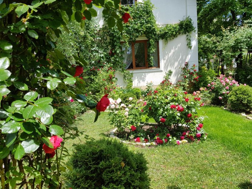  - 2020_Roze_Gradina Rozelor