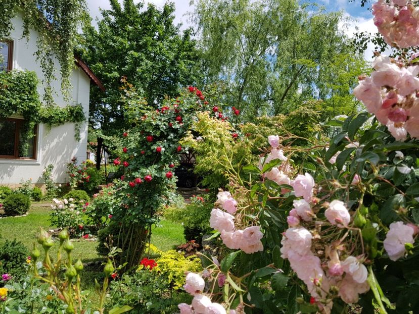  - 2020_Roze_Gradina Rozelor
