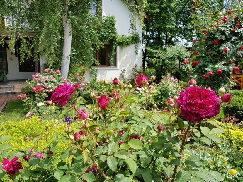  - 2020_Roze_Gradina Rozelor