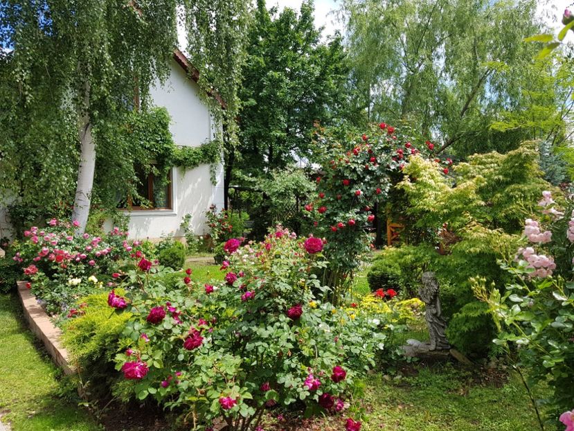  - 2020_Roze_Gradina Rozelor